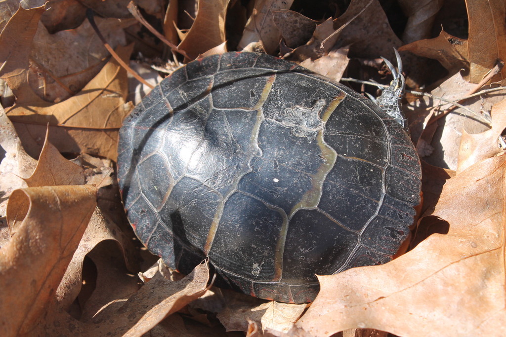 Eastern Painted Turtle