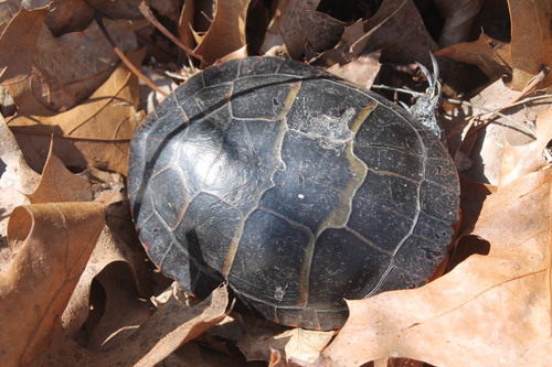Eastern Painted Turtle