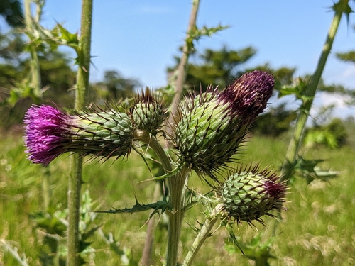 Image of Cirsium mexicanum by (c) Attila Oláh, some rights reserved (CC BY)