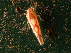 Zygina flammigera