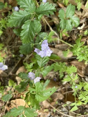 Phacelia hirsuta