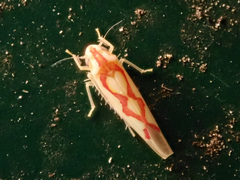 Zygina flammigera