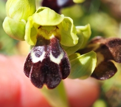 Ophrys vasconica