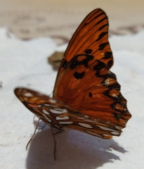 Dione vanillae