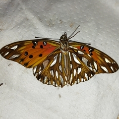 Dione vanillae