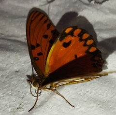 Dione vanillae