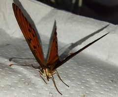 Dione vanillae