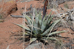 Agave delamateri