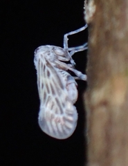 Cedusa maculata