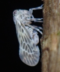 Cedusa maculata