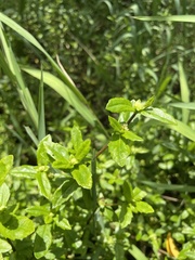 Enydra sessilis