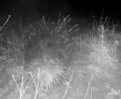 Crested Porcupine