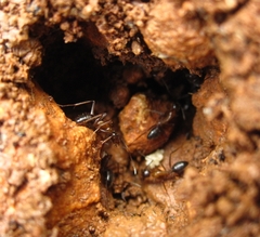 Camponotus fellah