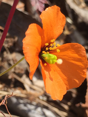 Papaver heterophyllum