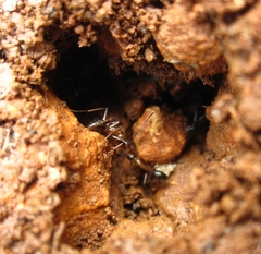 Camponotus fellah