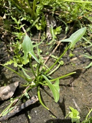 Sagittaria intermedia