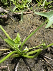 Sagittaria intermedia