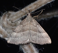 Hypena atomaria