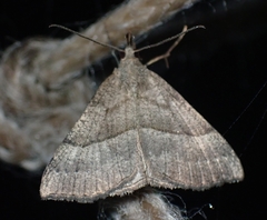 Hypena atomaria