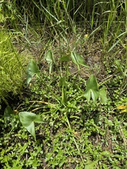 Sagittaria intermedia