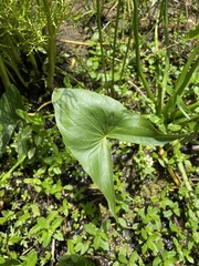 Sagittaria intermedia