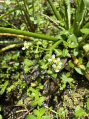 Sagittaria intermedia