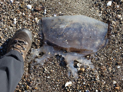 photo of Root-mouth Jellies (Rhizostomeae)