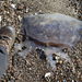 photo of Root-mouth Jellies (Rhizostomeae)