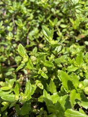 Enydra sessilis
