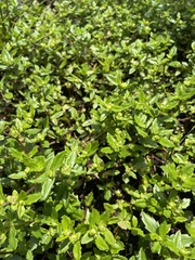 Enydra sessilis