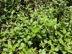 Enydra sessilis
