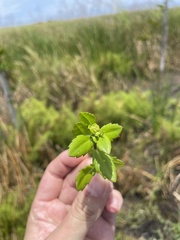 Enydra sessilis