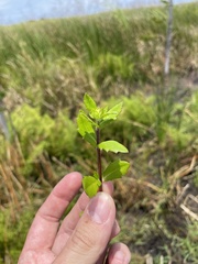 Enydra sessilis