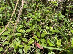 Enydra sessilis