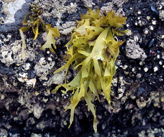 Pachymenia dichotoma