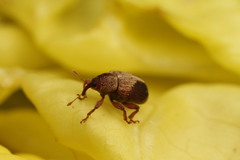 Lignyodes enucleator