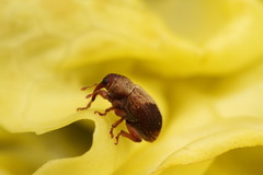Lignyodes enucleator