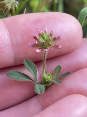 Trifolium bifidum decipiens