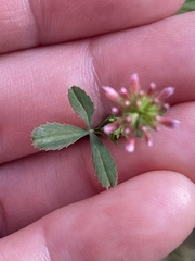 Trifolium bifidum decipiens
