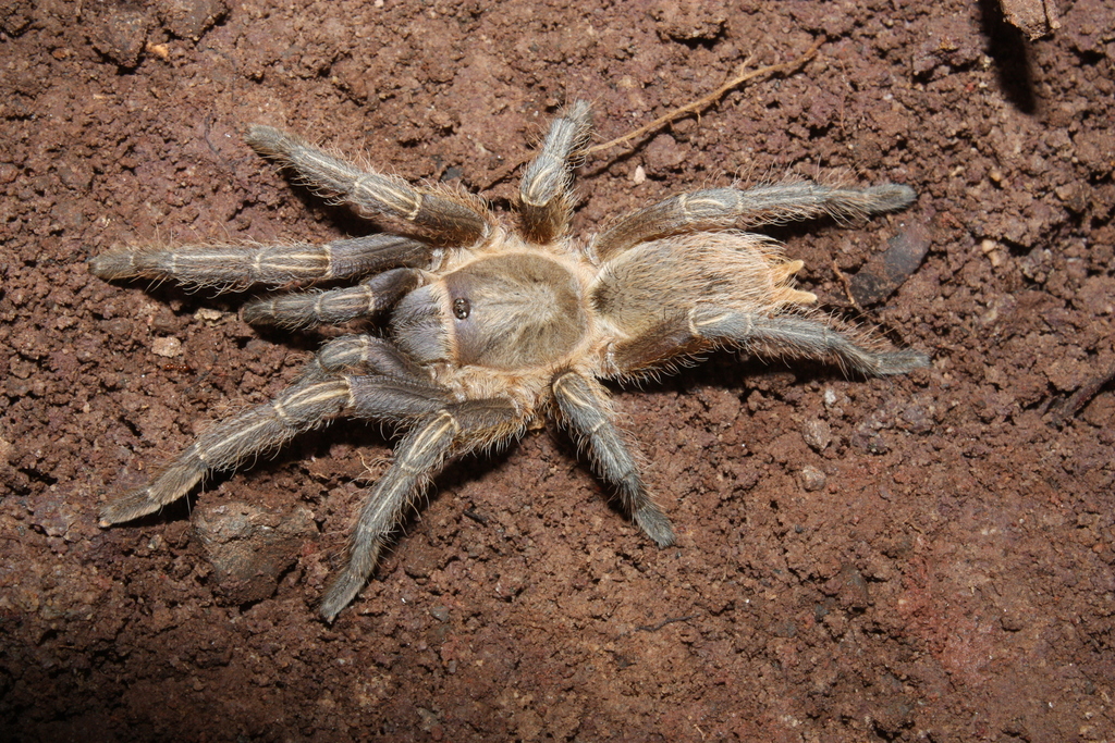 Costa Rican Striped-knee Tarantula from Goascorán, Honduras on August ...