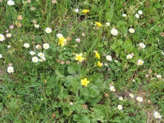 Ranunculus velutinus