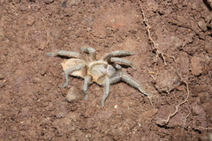 Aphonopelma seemanni