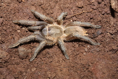Aphonopelma seemanni