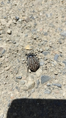 Pilobalia decorata
