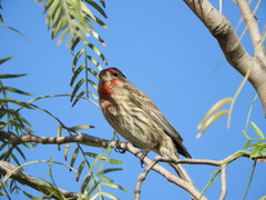 Haemorhous mexicanus