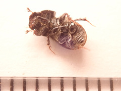Phaeaphodius rectus