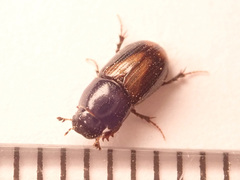 Phaeaphodius rectus