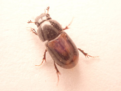 Phaeaphodius rectus