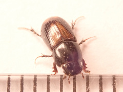 Phaeaphodius rectus