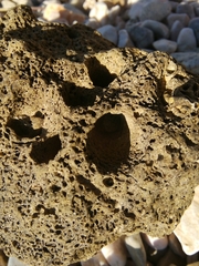 Lithophaga lithophaga